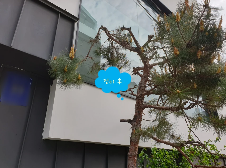 회사 사옥 건물 화단 청소와 폐기물 처리 업체 찾으시나요?
